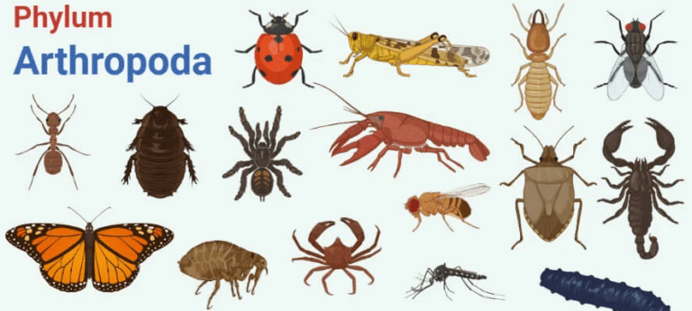 Arthropoda Adalah