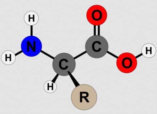 Asam Amino Adalah