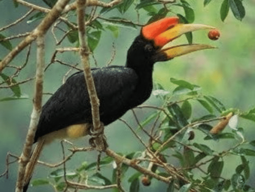 Burung Enggang