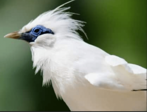 Burung Jalak Bali