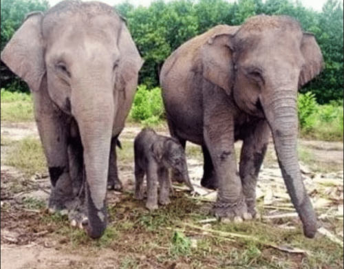 Gajah Sumatera