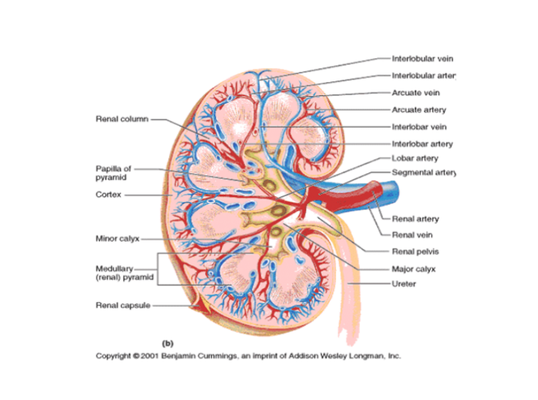 Gambar Ginjal