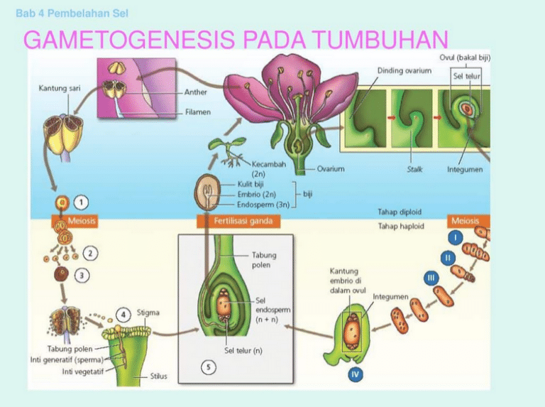 Gametogenesis