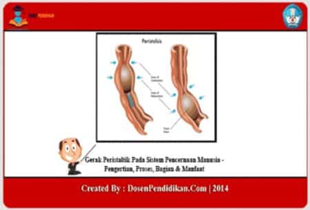 Gerak Peristaltik Pada Sistem Pencernaan Manusia