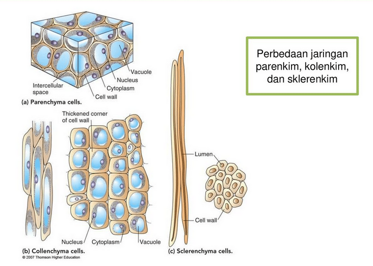 Jaringan Parenkim