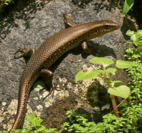 Kadal Coklat Kalimantan