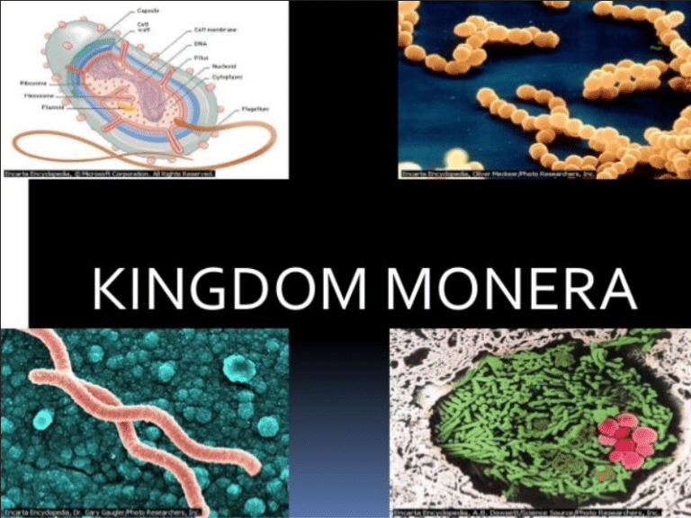 Kingdom Monera