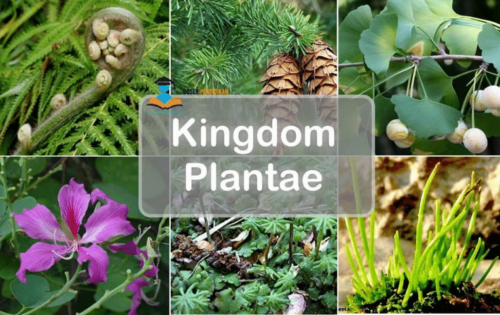 Kingdom Plantae