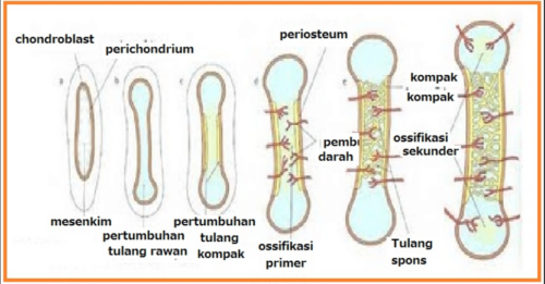 Mekanisme Pertumbuhan Tulang