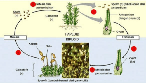 Metagenesis Tumbuhan Lumut