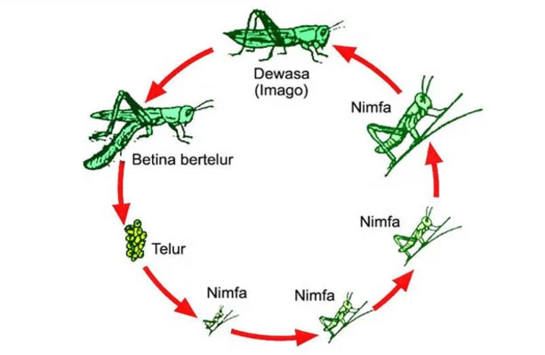 Metamorfosis Tidak Sempurna