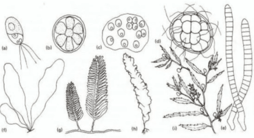 Morfologi Alga