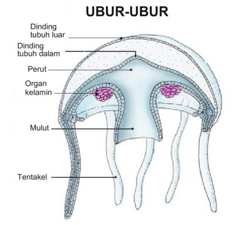 Morfologi Dan Anatomi Ubur-Ubur