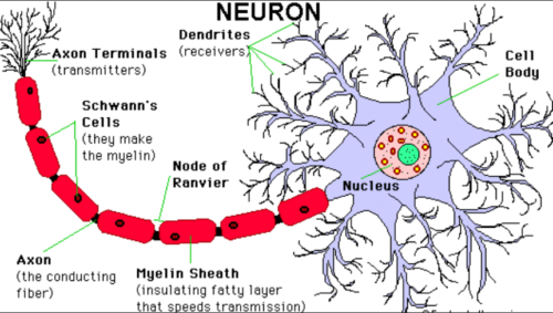 Neuron Adalah