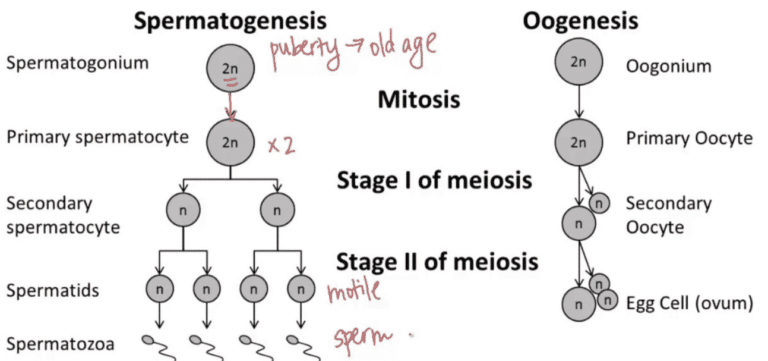 Oogenesis