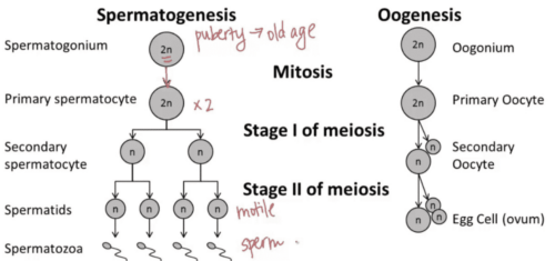 Oogenesis