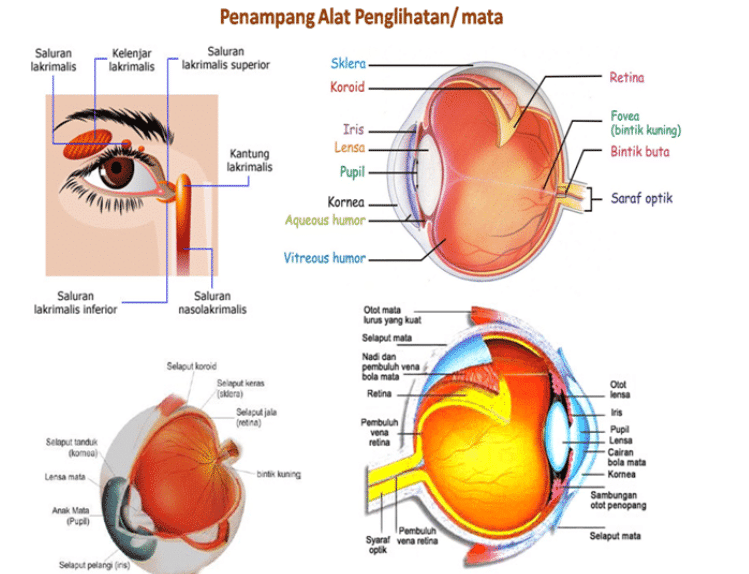 Pengertian Mata