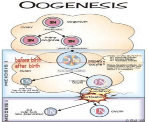 Proses Oogenesis
