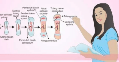 Proses Pembentukan Tulang