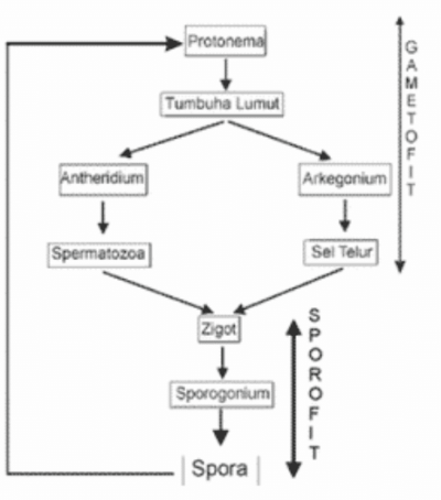 Reproduksi Tumbuhan Lumut