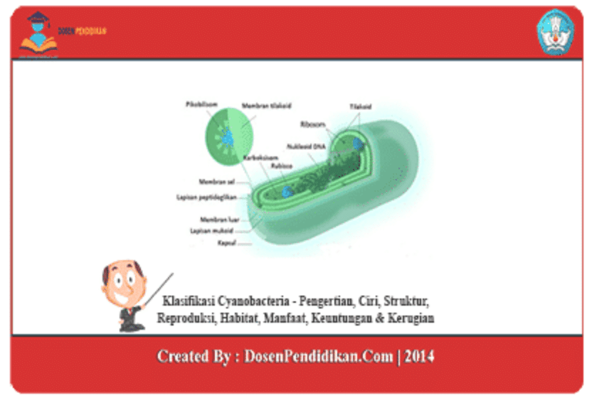 Klasifikasi-Cyanobacteria