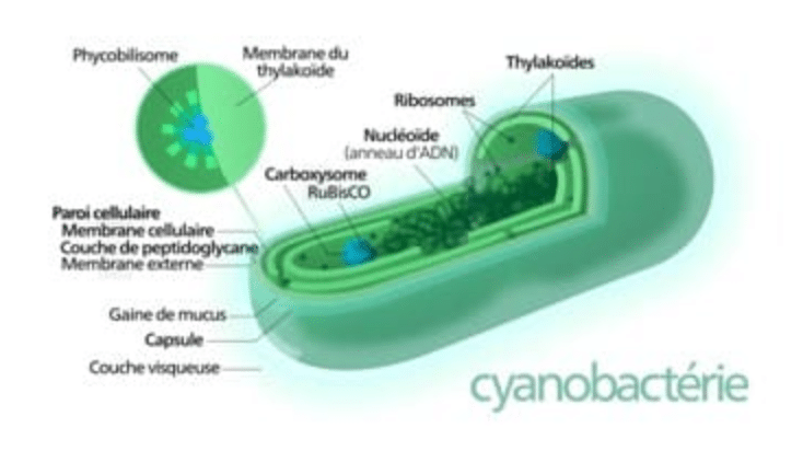 Struktur Sel Cyanobacteria