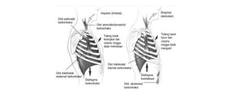 Pernapasan-Pada-Manusia
