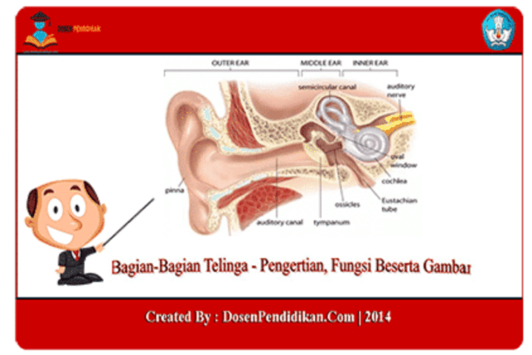 Bagian-Bagian telinga