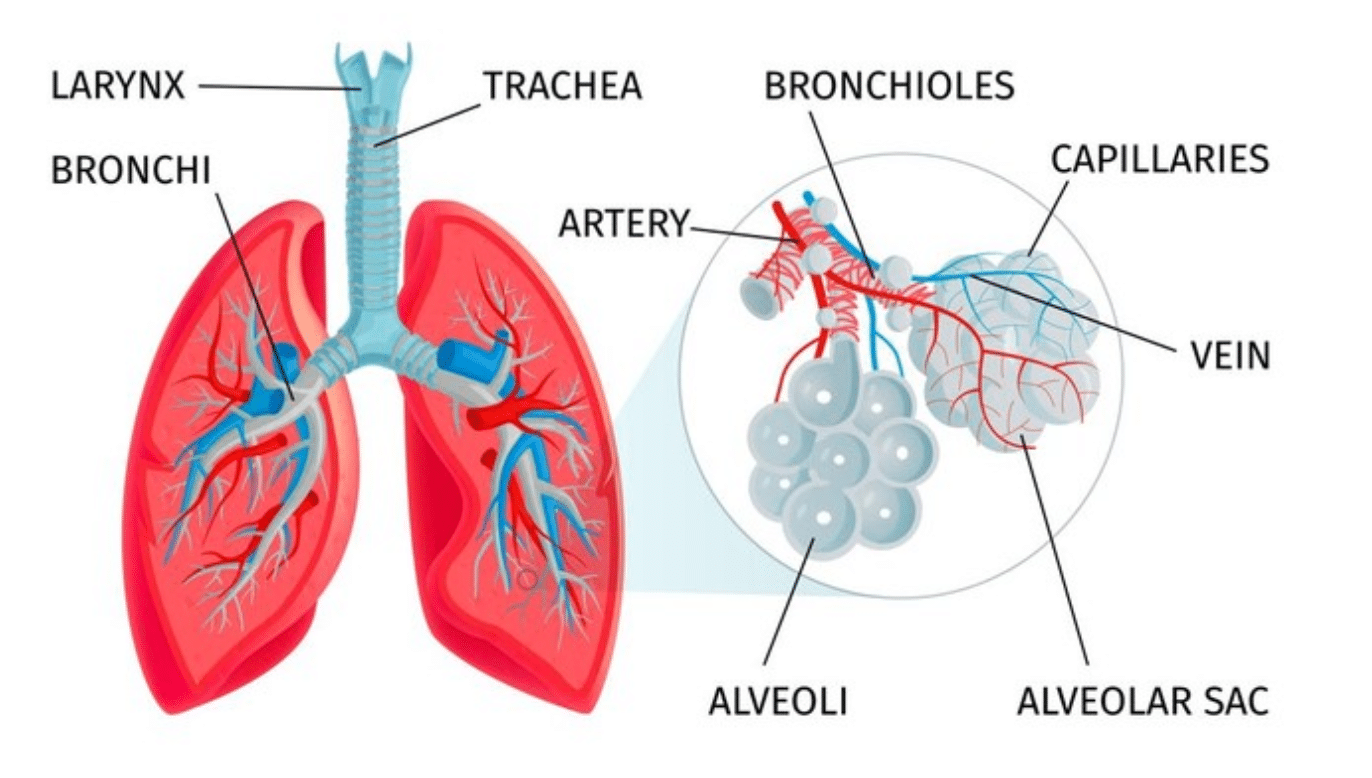 Alveolus-adalah