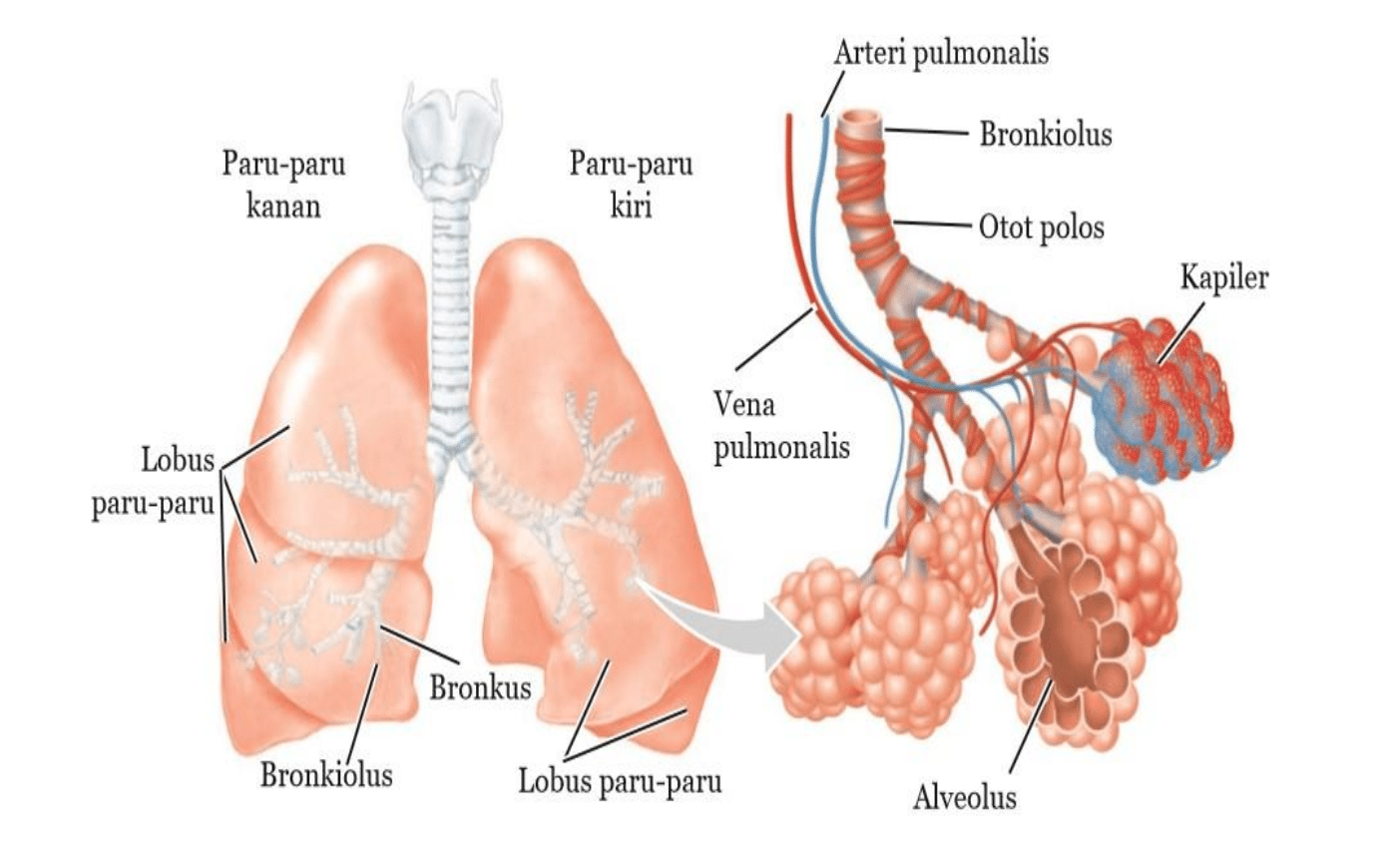 Struktur-Alveolus