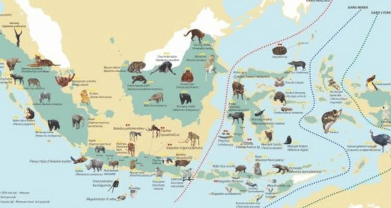 persebaran fauna di indonesia