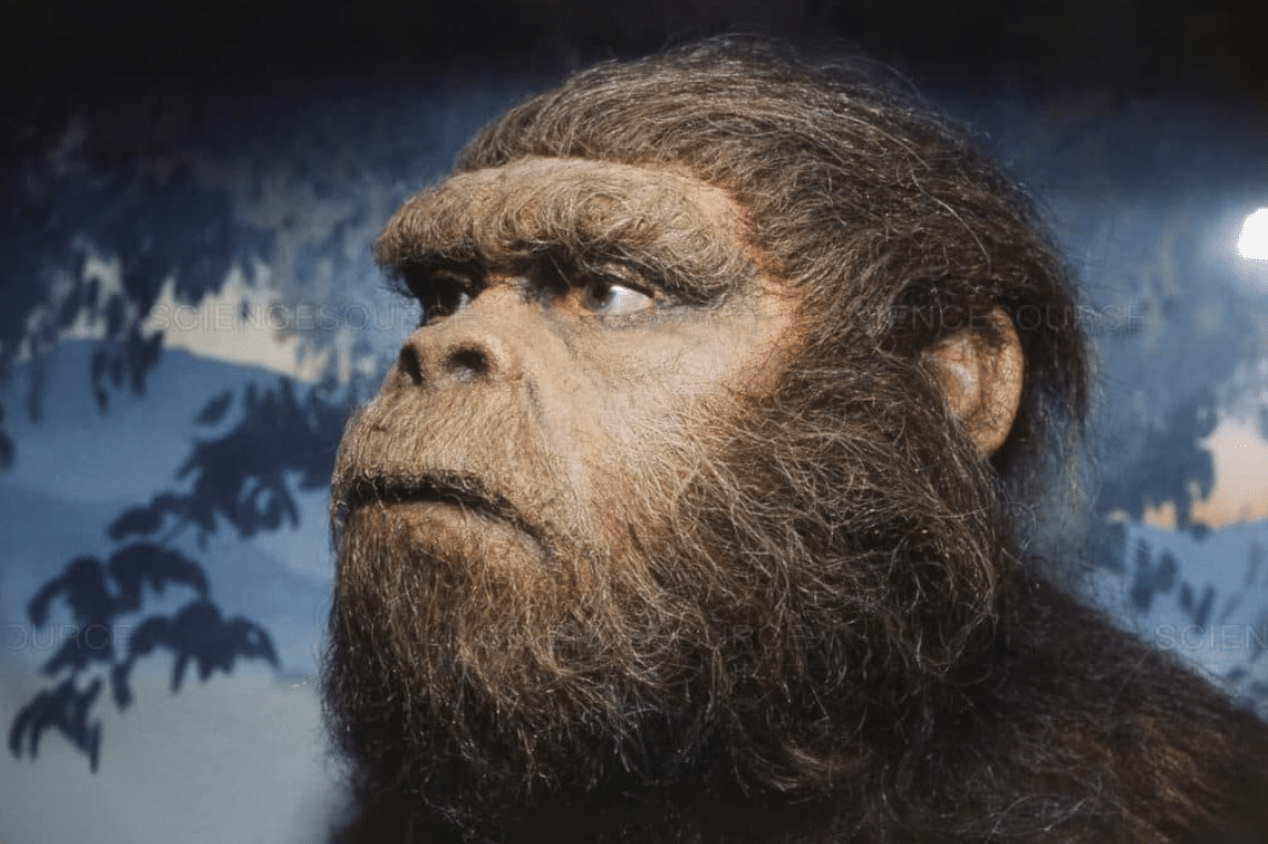 Australopithecus-Robustus