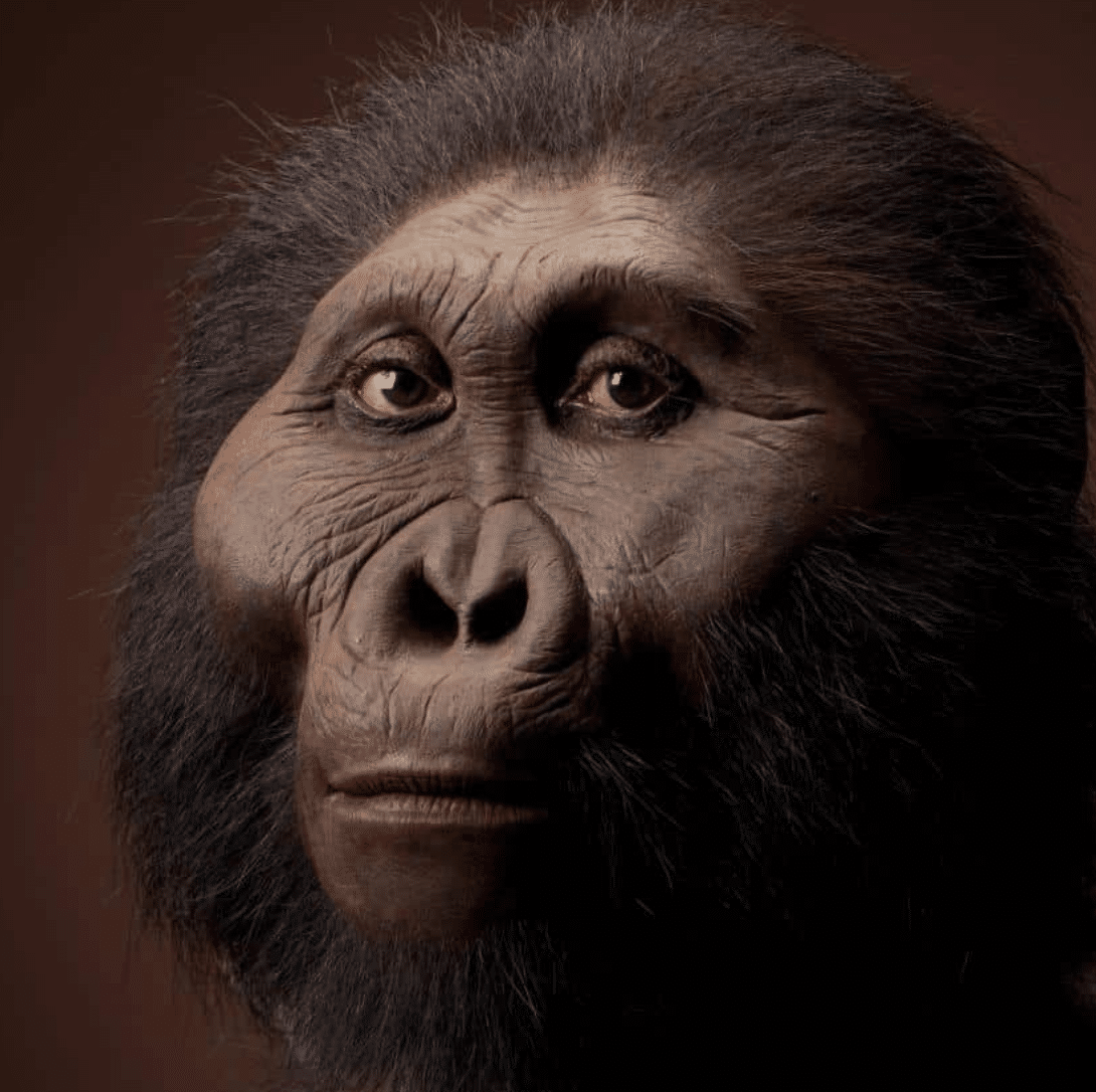 Australopithecus-Boisei