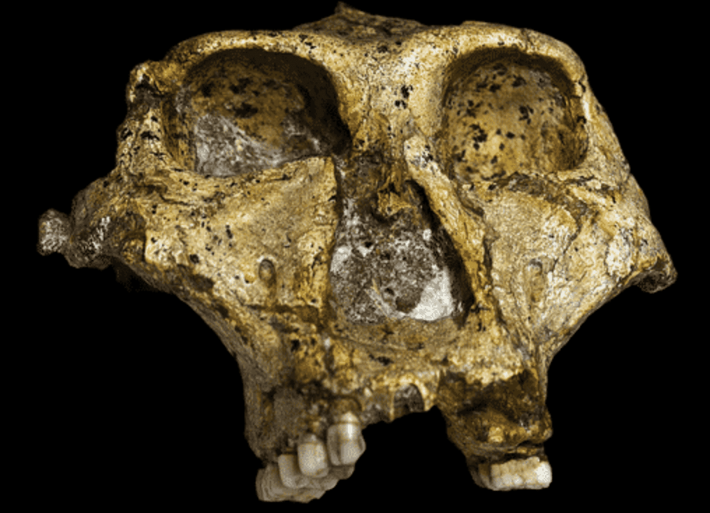 Paranthropus Transvaalensis