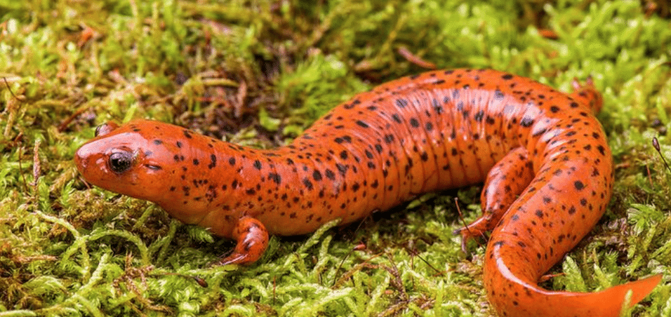 Salamander-Pseudotriton 
