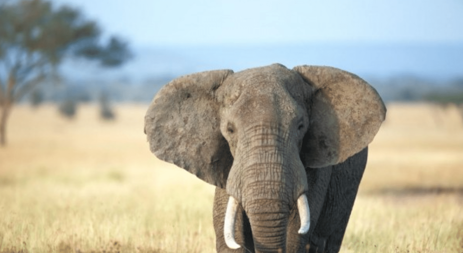 Gajah-Afrika