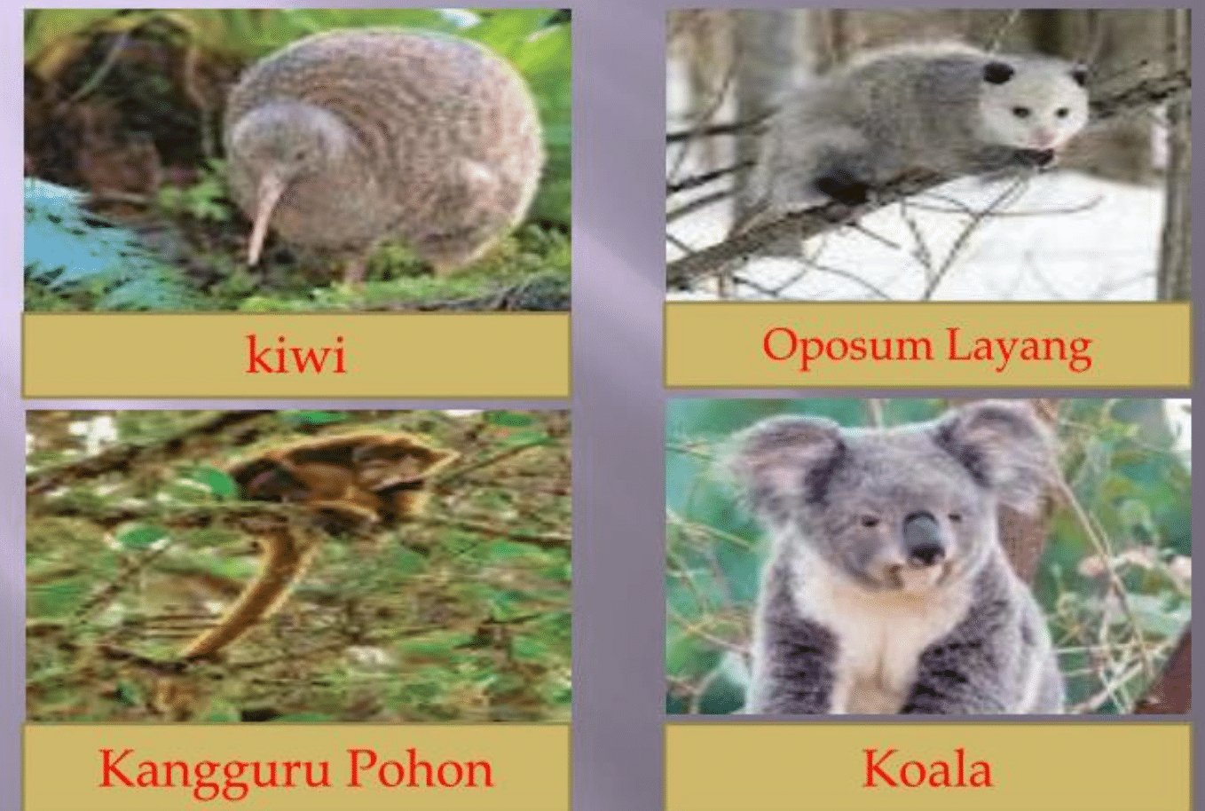 Kiwi – Koala – Oposum Layang (pemanjat berkantung) – Kangguru Pohon- Burung-Penghisap-Madu 