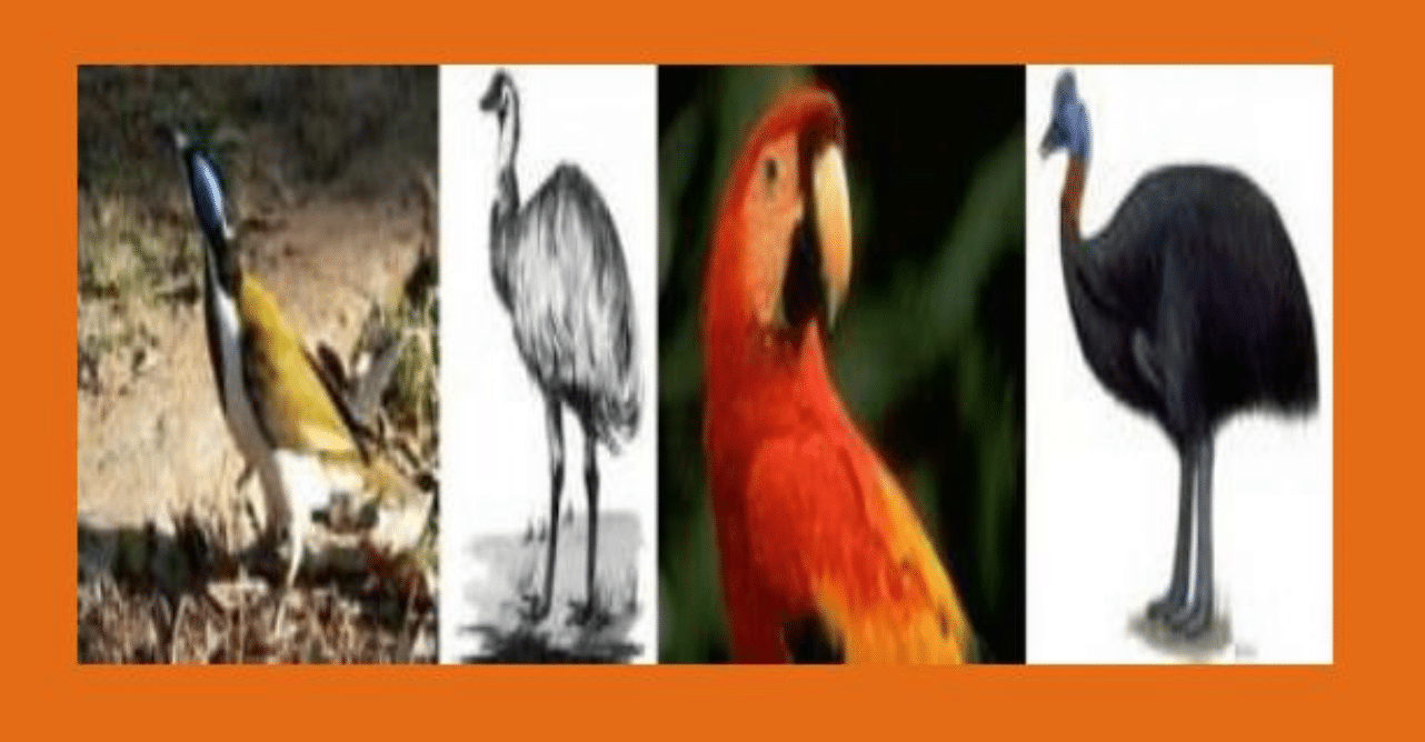 Burung Penghisap Madu – Burung Emu – Kakaktua – Kasuari 