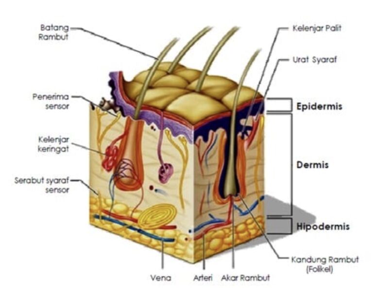 Kulit – Fungsi, Anatomi, Struktur, Lapisan, Kelenjar Dan Susunannya