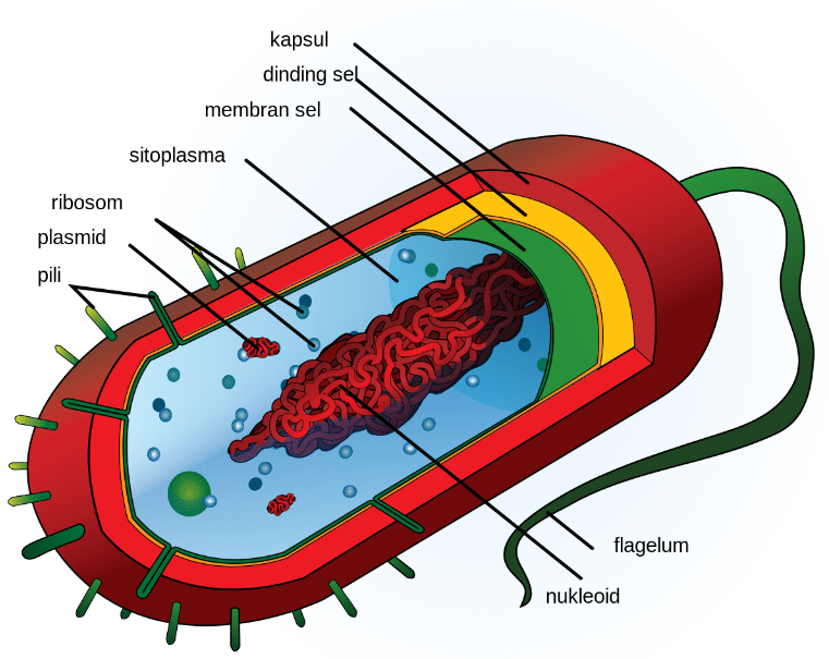 Sel Prokariotik