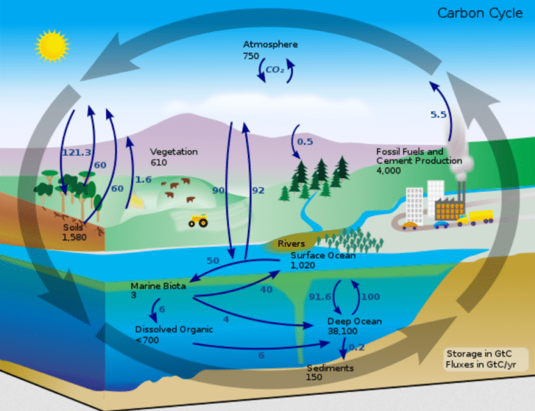 Siklus Karbon
