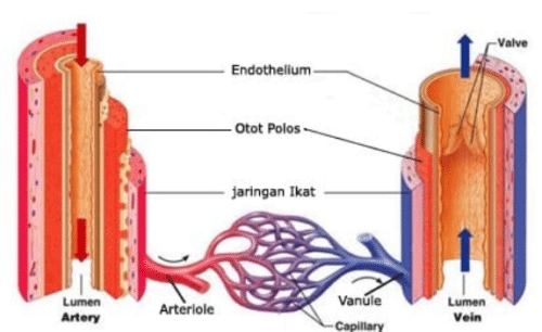 Struktur dan Fungsi Vena