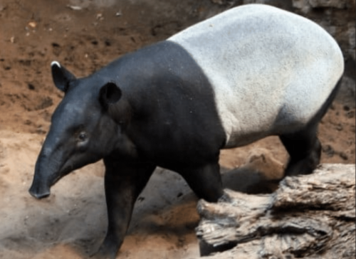 Tapir