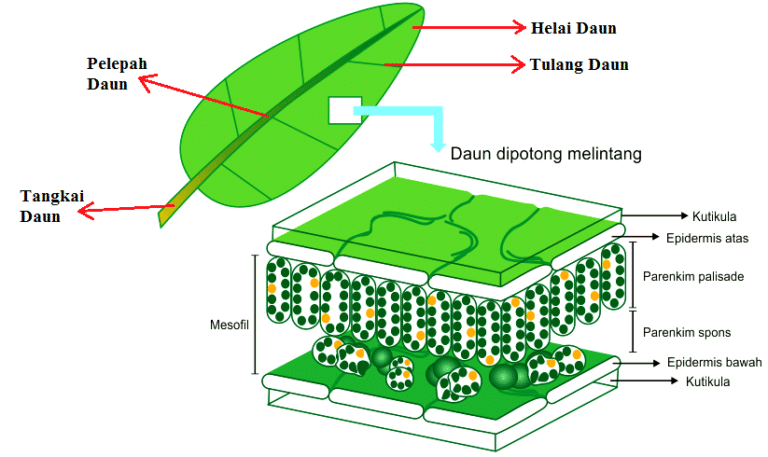 jaringan daun