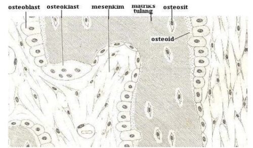osteoid