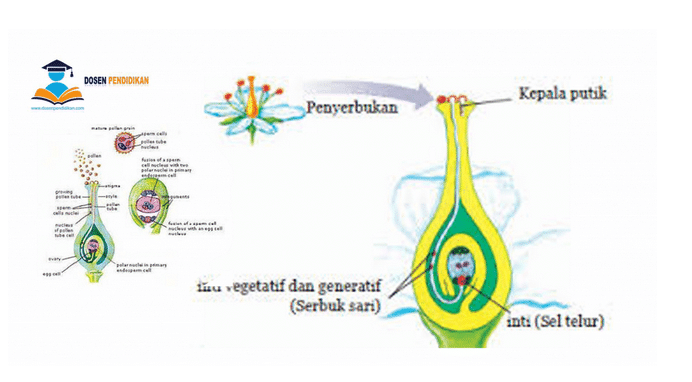 penyerbukan bunga