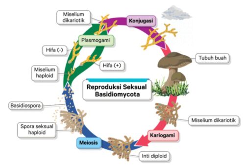 reproduksi basidiomycota